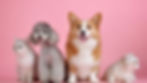 O que postar no instagram de pet shop