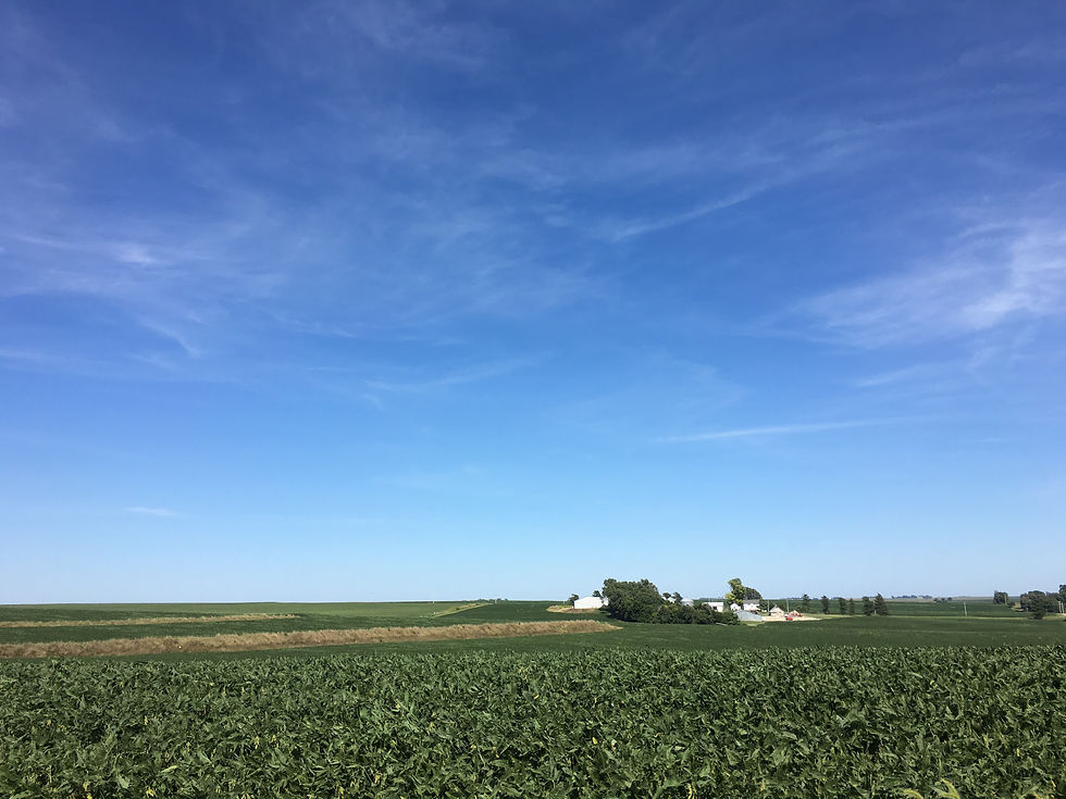 Farm in the corn field