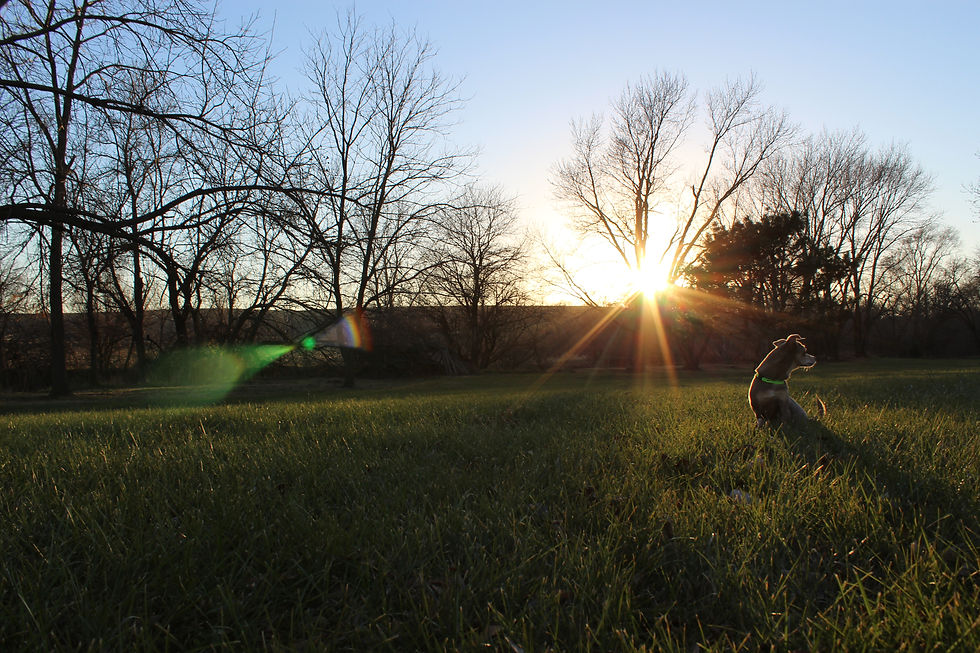 Sunset Ft. Charlie