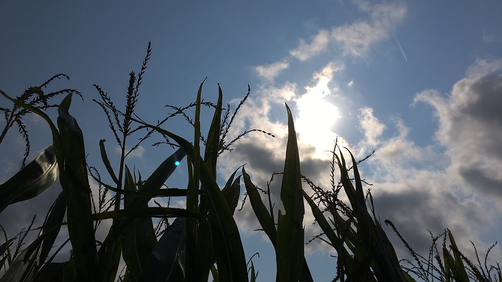 Corn