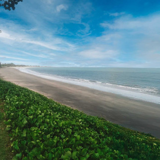 vegetation growth on a seawall at the coast