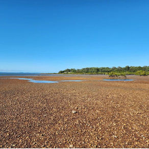 Great Sandy Strait Shellfish Restoration Project