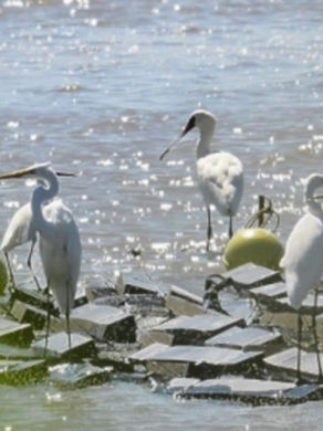 Floating Bird Roosts