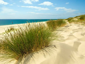 Addressing Societal Challenges Through Nature-Based Solutions in Coastal Engineering