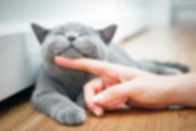 AdobeStock_125402501.jpeg
