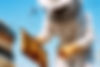 Beekeeping-scaled.jpg