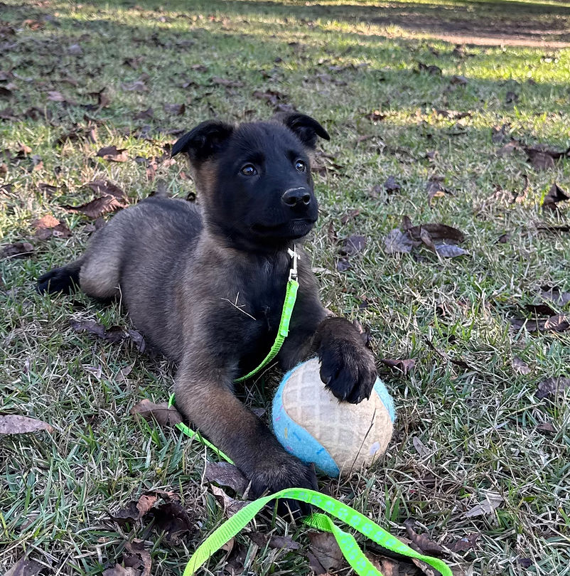 Fluorescent Green_edited.jpg