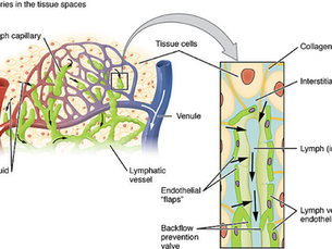 Lymphatic Circulation