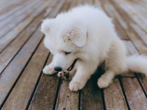 Protect Your Deck: DIY Animal-Proofing Guide