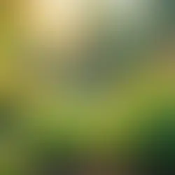 Power Washing the House Damaged My Plants: What Went Wrong and How to Avoid It