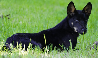 A black dingo lying in the grass