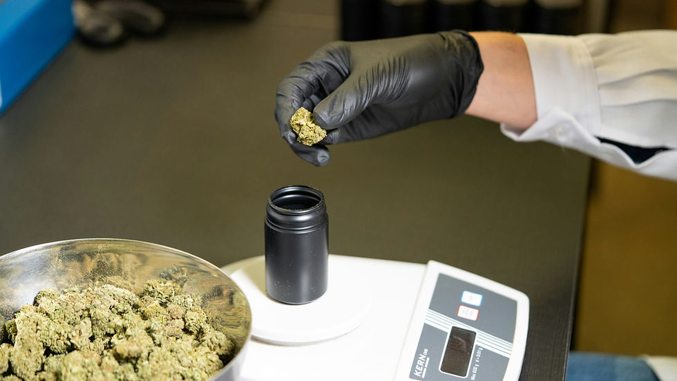 A persons hand dropping a cannabis nugget into a black container that is on a scale