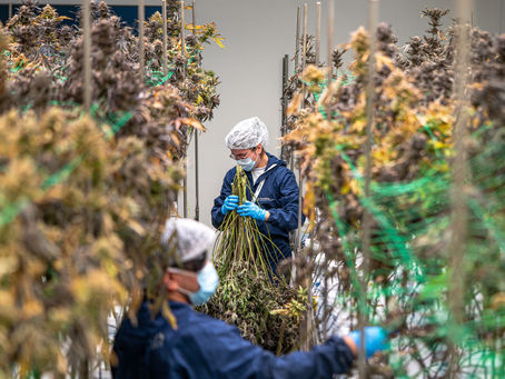 People harvesting cannabis in an indoor grow operation