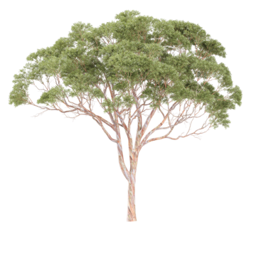 pngtree-eucalyptus-tree-on-isolated-background-png-image_10140592.png