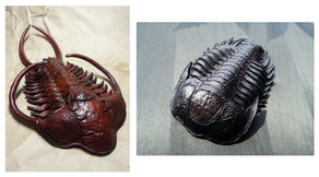 Leather Trilobites