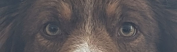 Beau close up_edited.jpg