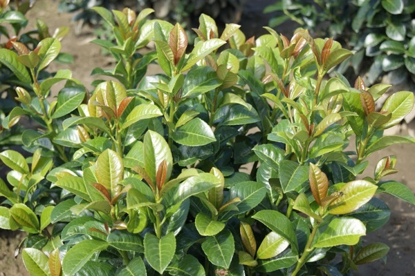 Volcano Cherry Laurel Branches