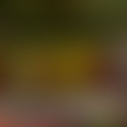 Flowers-Botanical-Garden-Missouri-photoshoot-idea