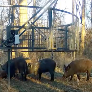 Ausie  Feral Pigs nearly traped. 