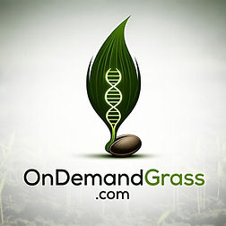 Writer: On Demand Grass