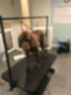 labradoodle2.jpeg