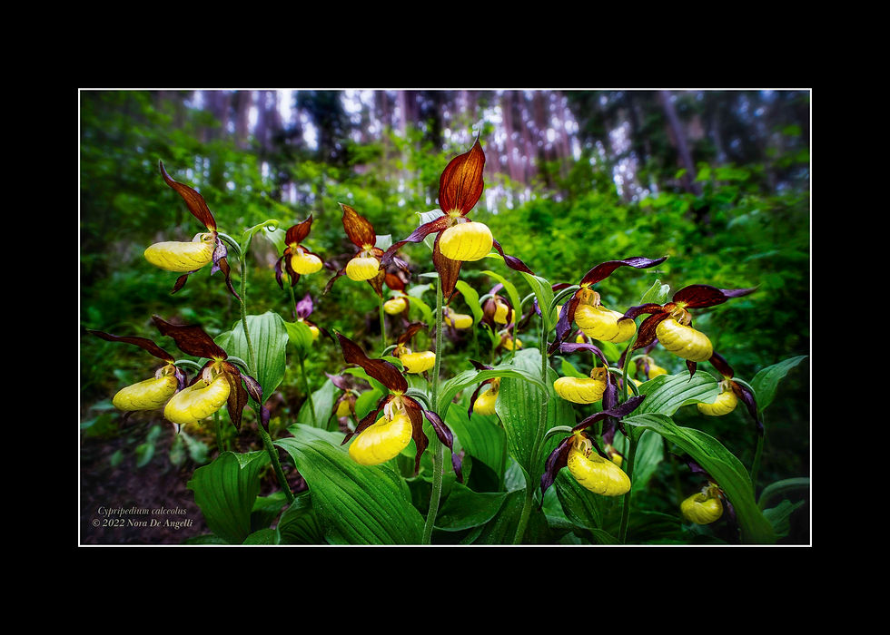 Orchids of Romania at the Prestigious RHS Orchid Show