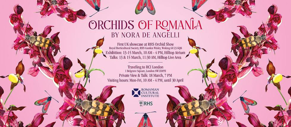 Whispers of Seduction: Romania’s Orchids Revealed