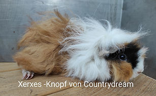 xerxes17.08.jpg