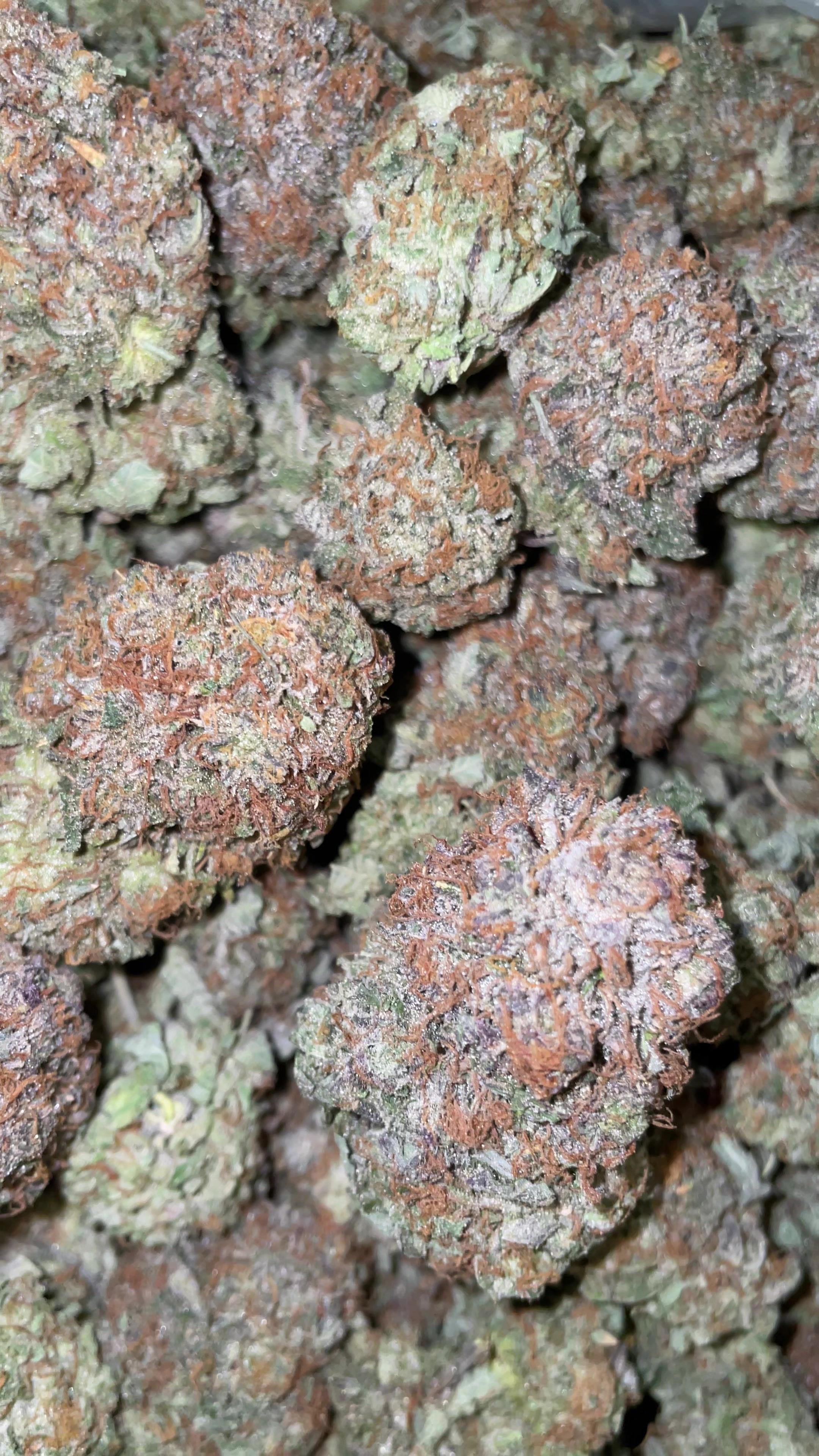 Plat bubba1