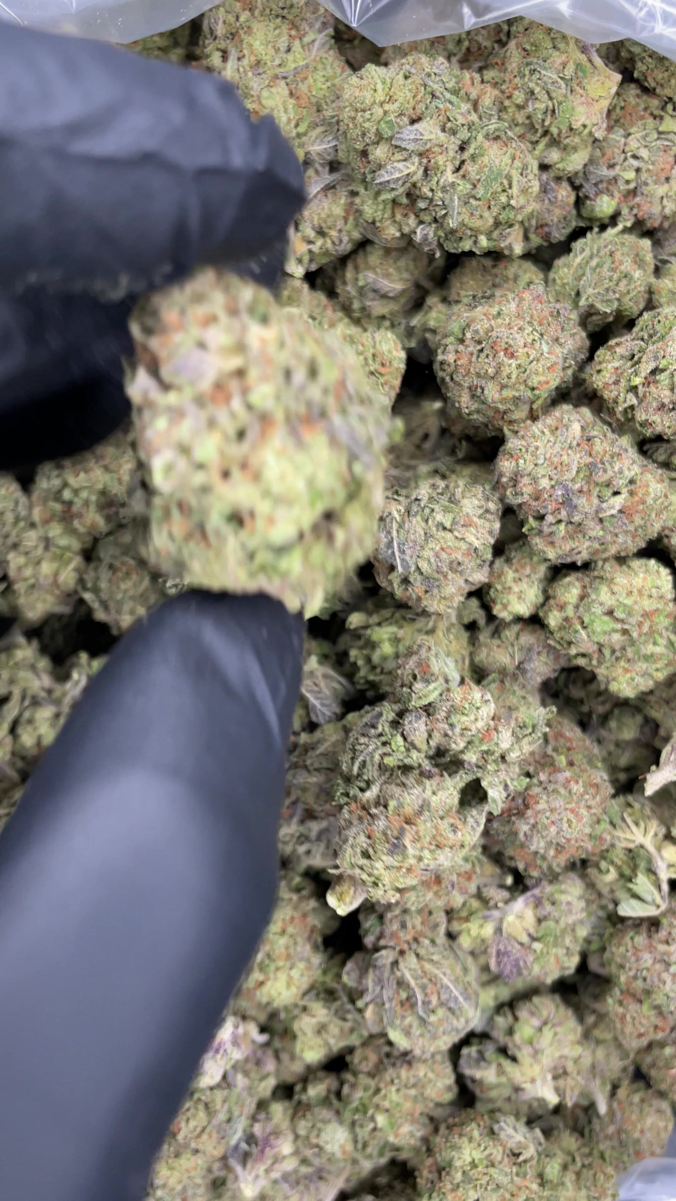 LEMON CHERRY GELATO29