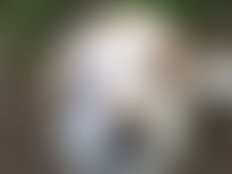 España é o país europeo no que se abandonan máis animais