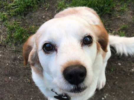 España é o país europeo no que se abandonan máis animais