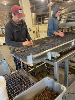 Napa Valley Harvest 2024!
