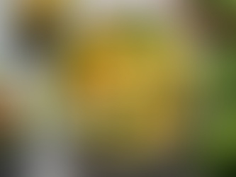 Top 10 Avocado Recipes for Mango Lovers