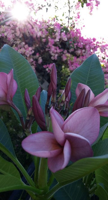 Thumbnail: LFF Purple Plumeria