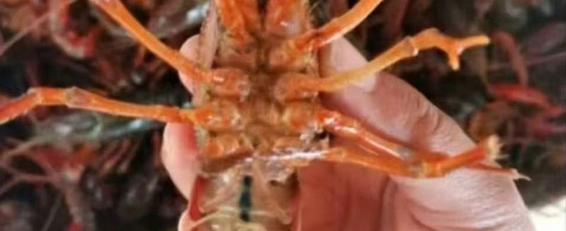 中国小龙虾
