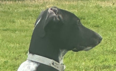 A Puppy Called Blunder!