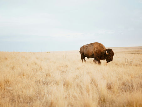 Buffalo Up: Facing the Storm After Betrayal
