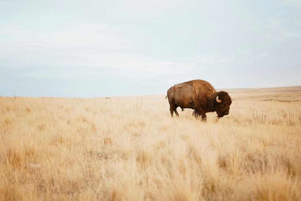Buffalo Up: Facing the Storm After Betrayal