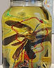 Tageskonservierung in Glas