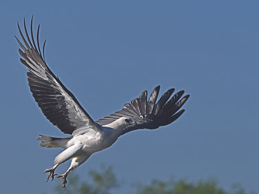 Sea-Eagle, White-bellied.jpg