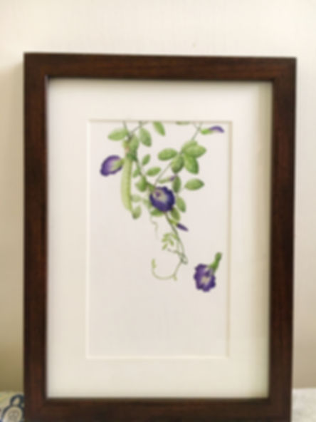 Butterfly Pea Print