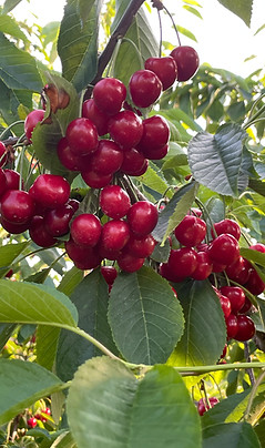 u-pick cherries on the tree at Jollay Orchards