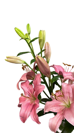 plant decoration