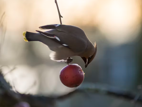 Bird and Hail Netting: Crop Protection that Helps Crops Grow