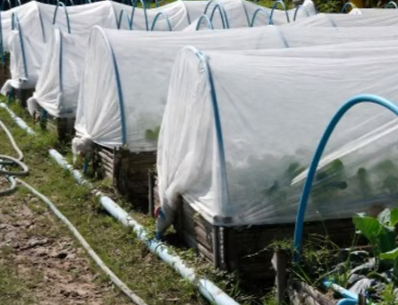 crops protected by insect netting