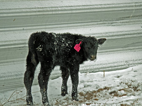 Multipurpose Shade Fabric - livestock