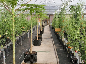 Plants in greenhouse with banker plants