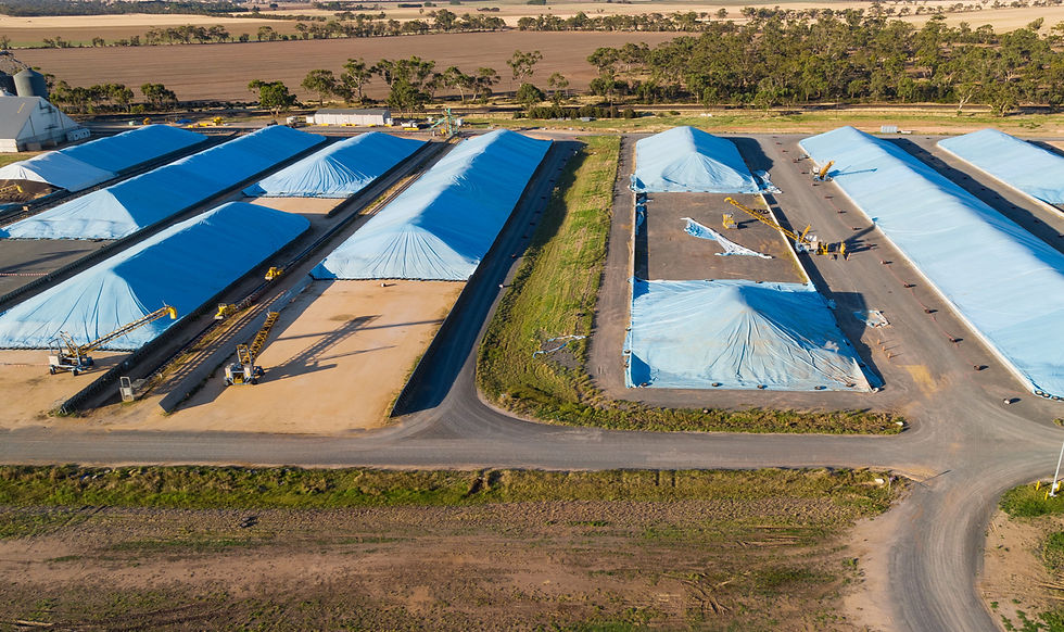 Crops covered with blue tarps