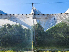 Protecting crops from adverse weather resulting in increase yields